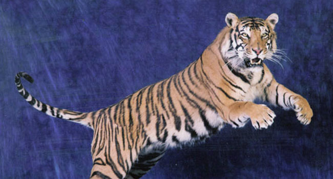 Pedastal Tiger