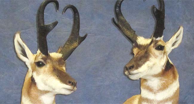 Antelope Pair