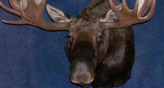 Canadian Moose1