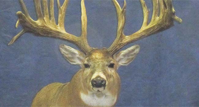 Canadian Whitetail1