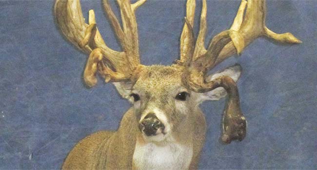 Canadian Whitetail2