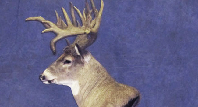 Canadian Whitetail3