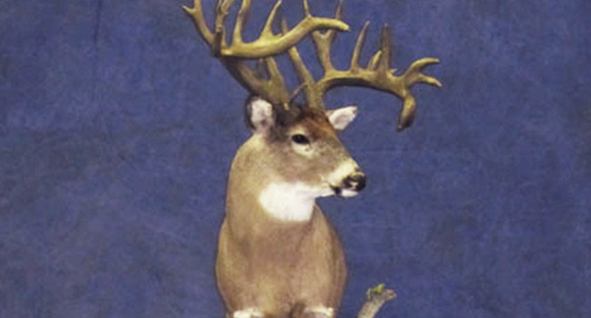 Canadian Whitetail4