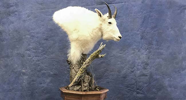 Pedastal Mountain Goat