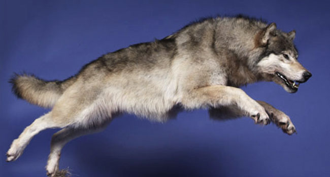 Alaskan Wolf