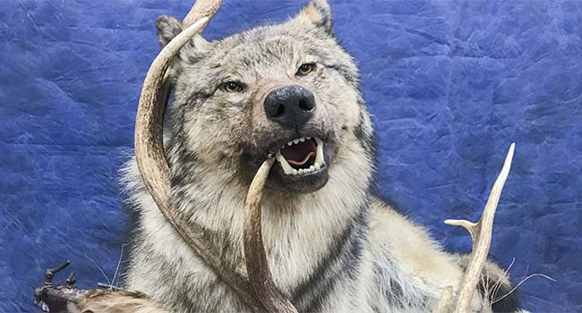 Wolf Chewing Elk Antler 2